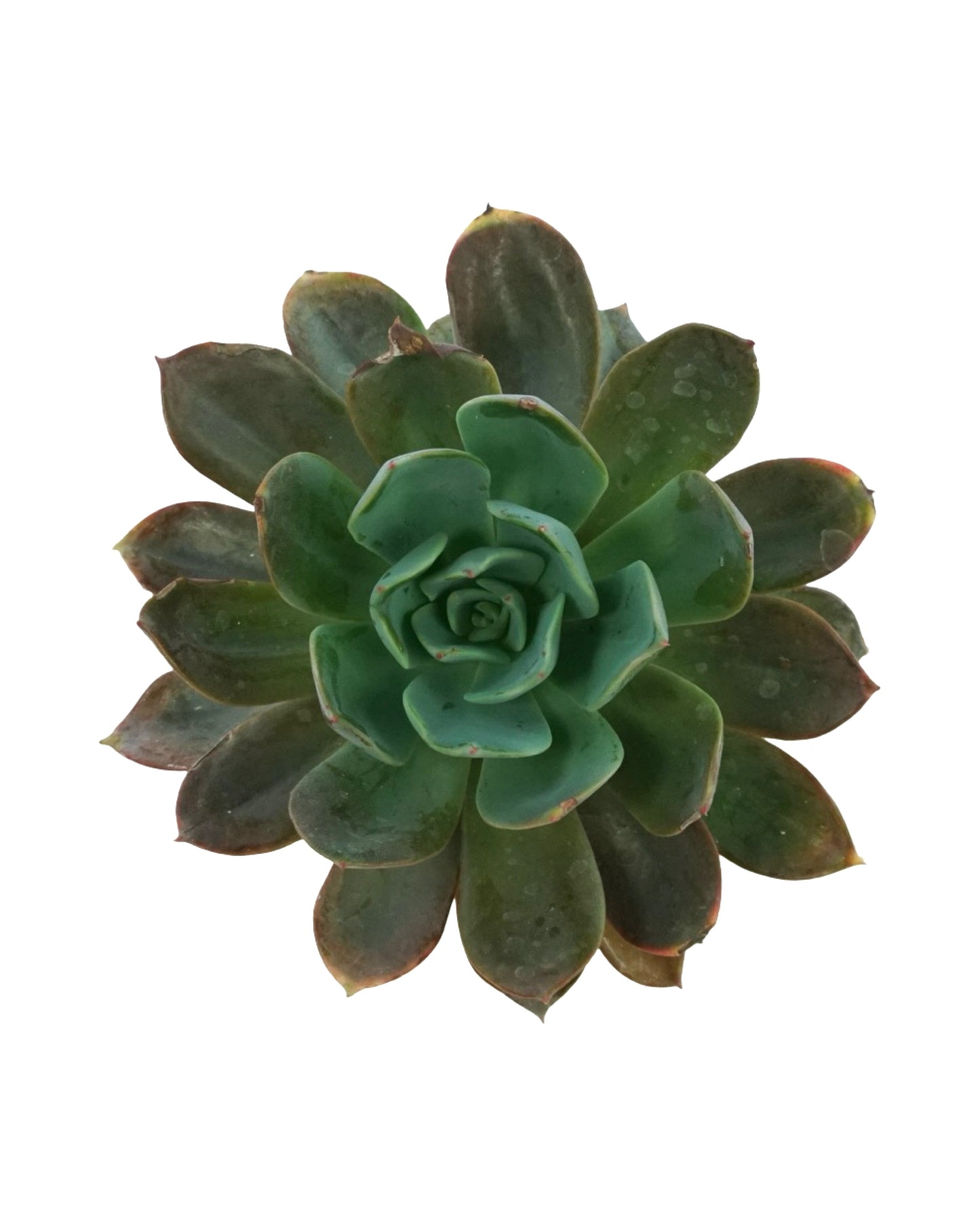Echeveria 'Blue Prince'