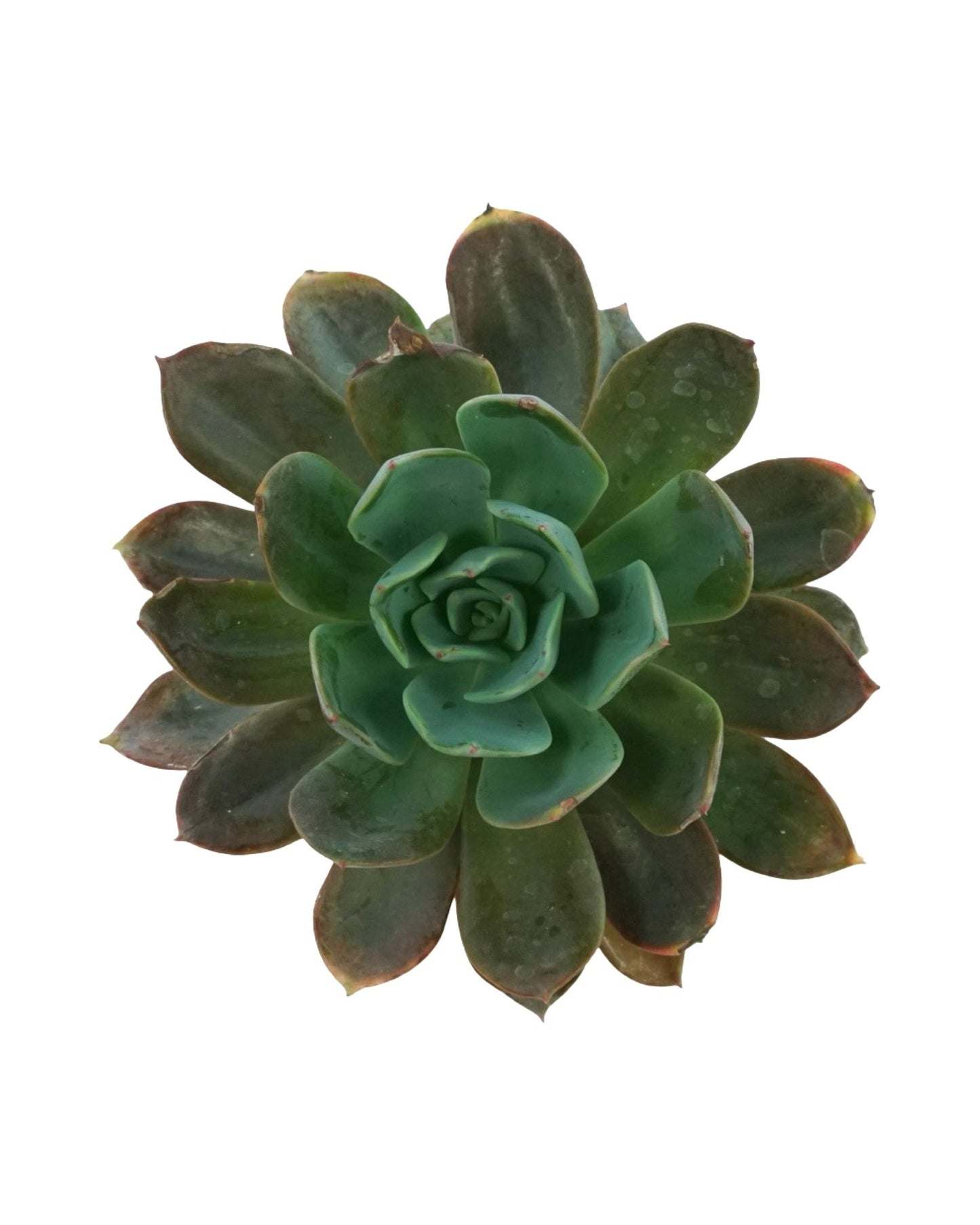 Echeveria 'Blue Prince' - The Garden Corner