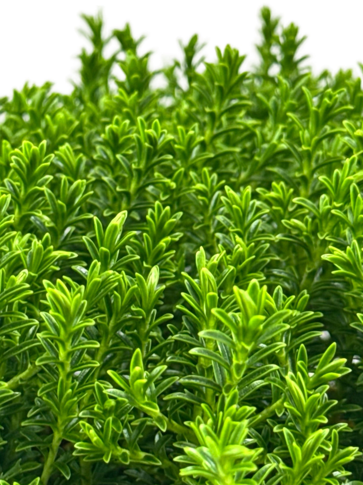 Hebe 'Mckeanii' - Shrubs