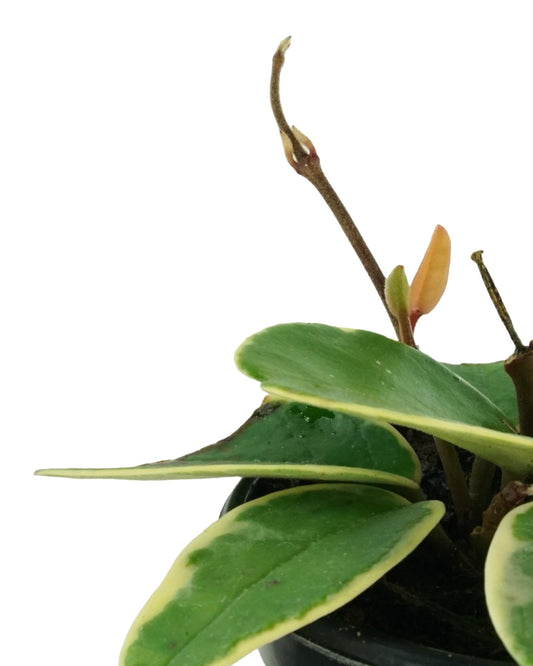 Hoya carnosa 'Krimson Queen' - The Garden Corner