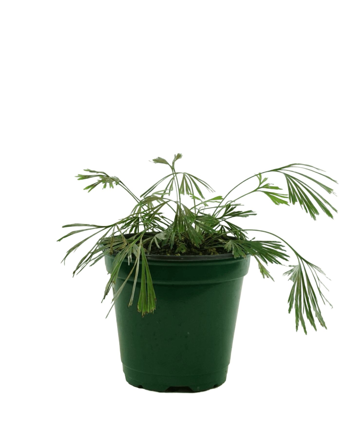 Actiniopteris australis - The Garden Corner