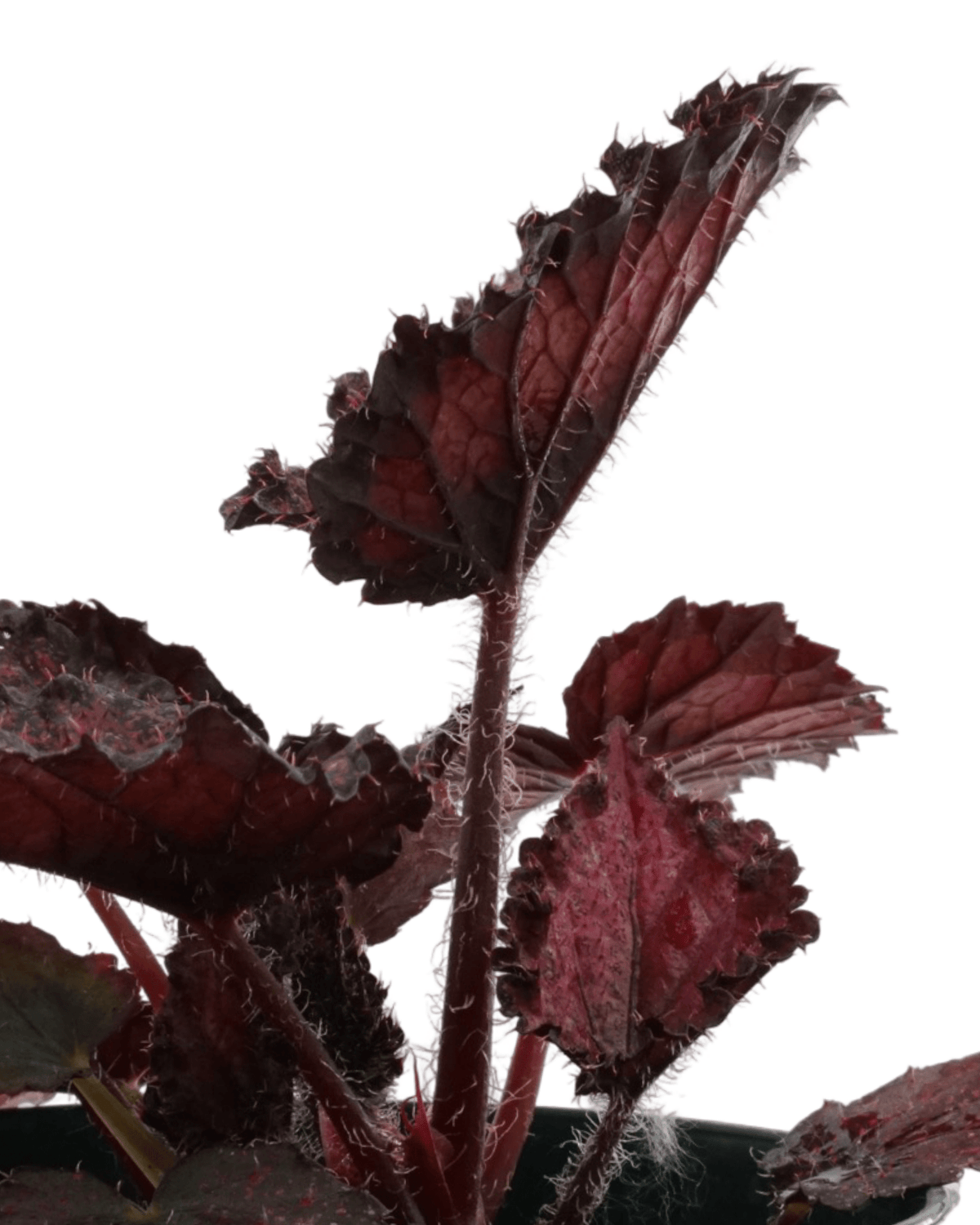Rex Begonia 'Red Splash' - Annuals
