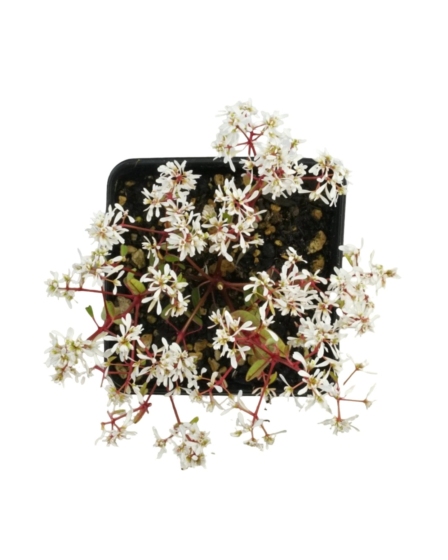 Euphorbia 'Stardust Super Flash' 4 Inch - The Garden Corner