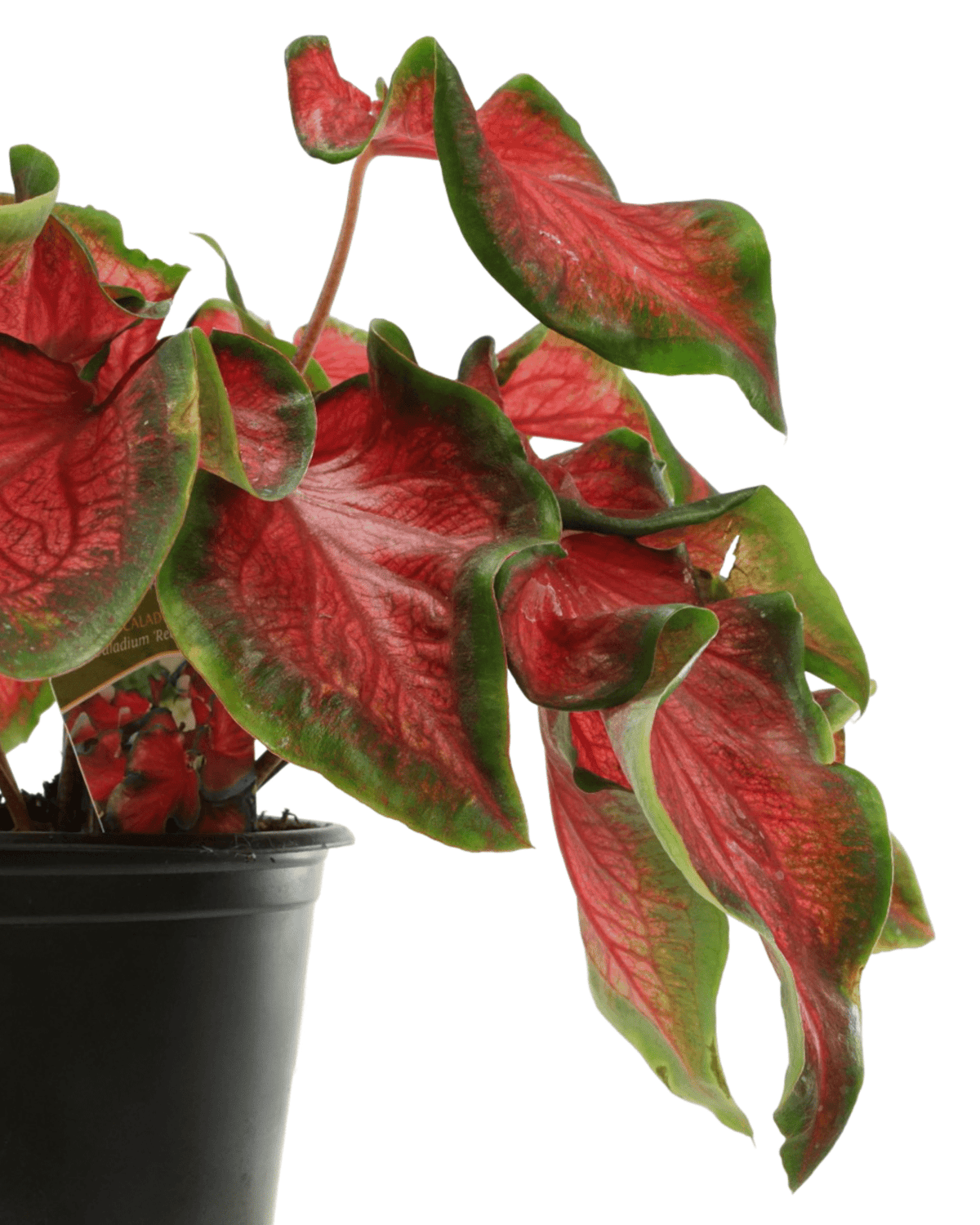 Caladium 'Red Ruffles' - House Plants
