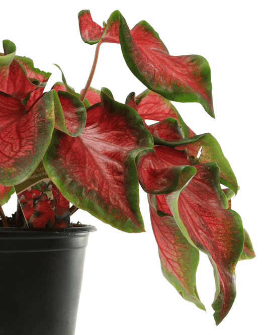 Caladium 'Red Ruffles' - The Garden Corner