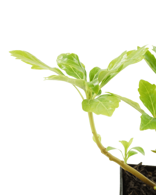 Pachysandra terminalis 'Green Sheen' - The Garden Corner