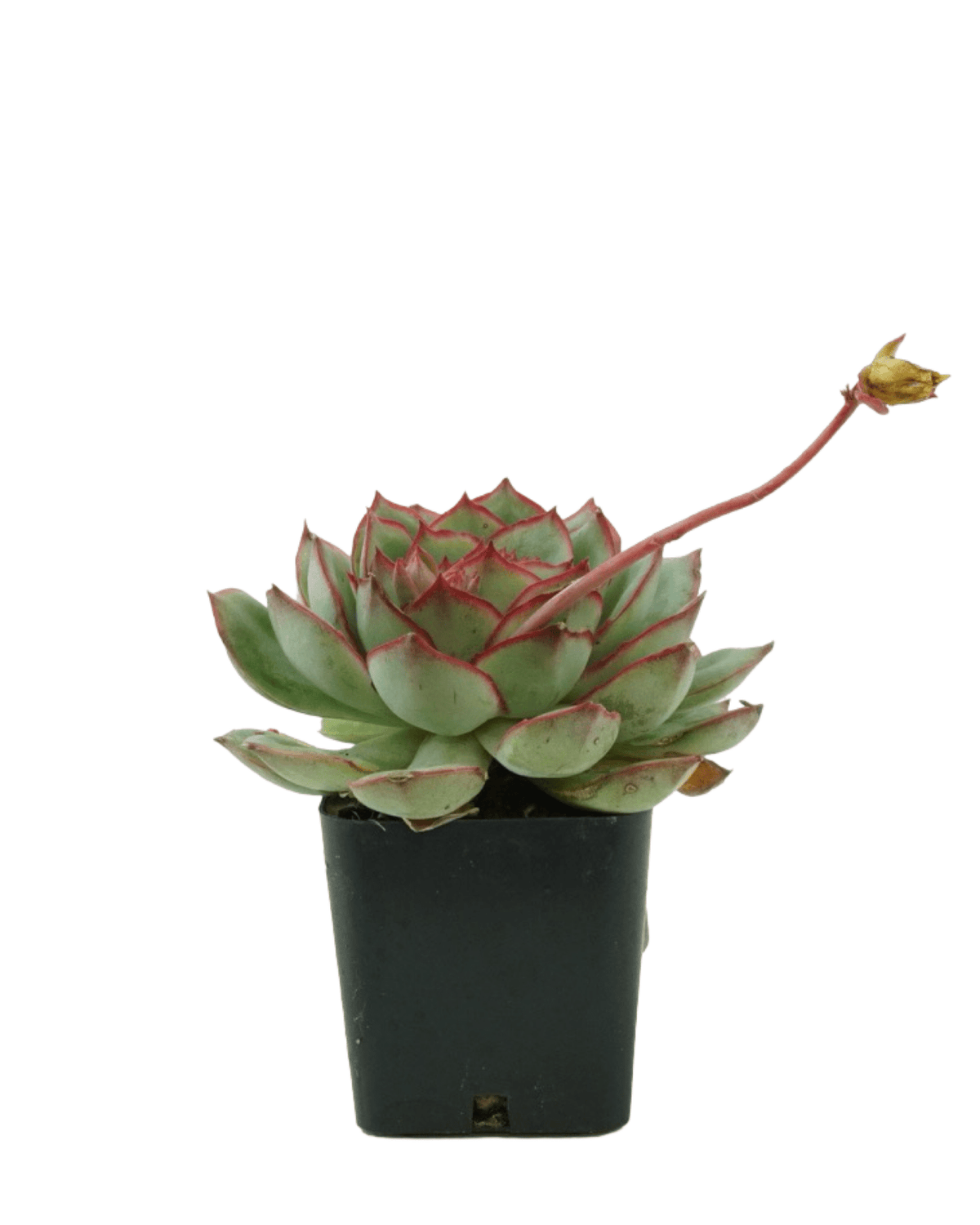 Echeveria moranii - House Plants