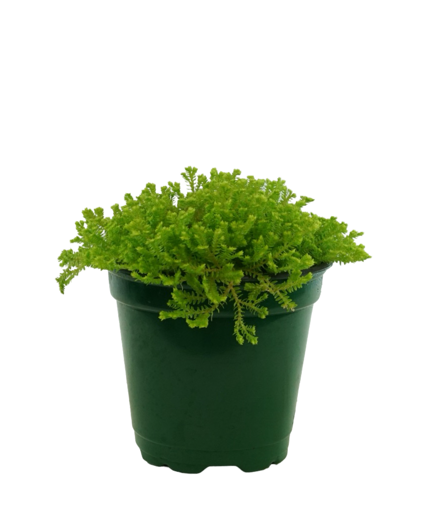 Selaginella kraussiana ‘Aurea’