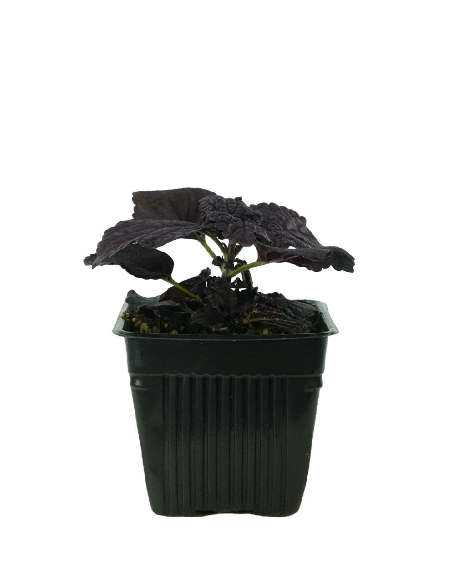 Coleus 'Dark Star'