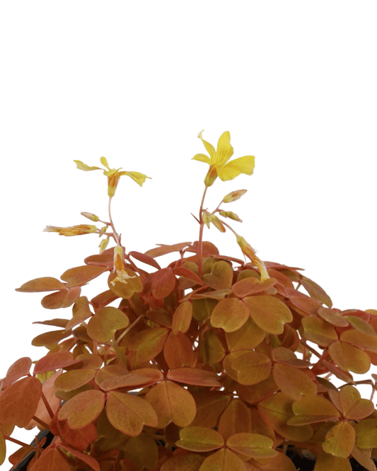 Oxalis 'Sunset Velvet' - The Garden Corner