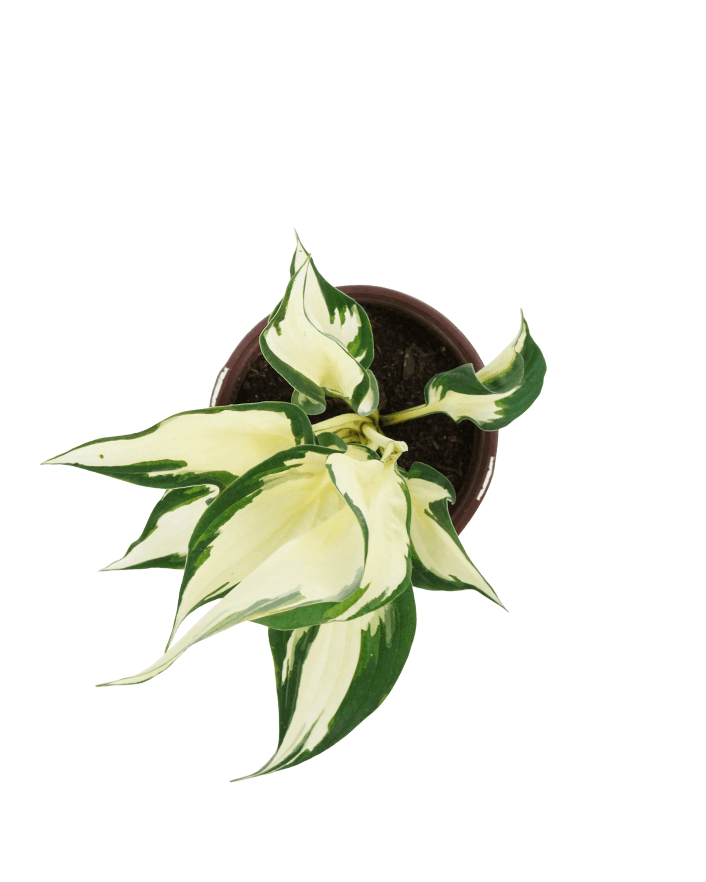 Hosta 'Loyalist' - The Garden Corner