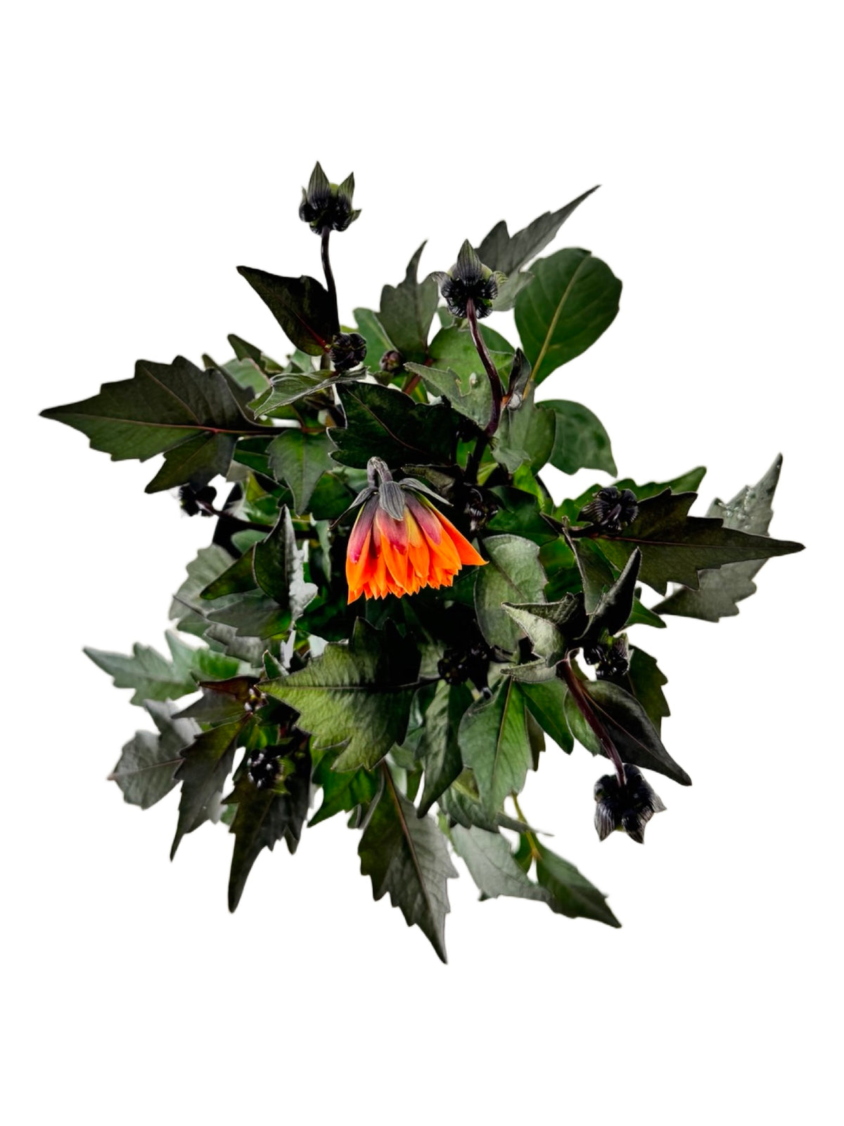 Dahlia 'City Lights™' 'Apricot Glow' - Annuals