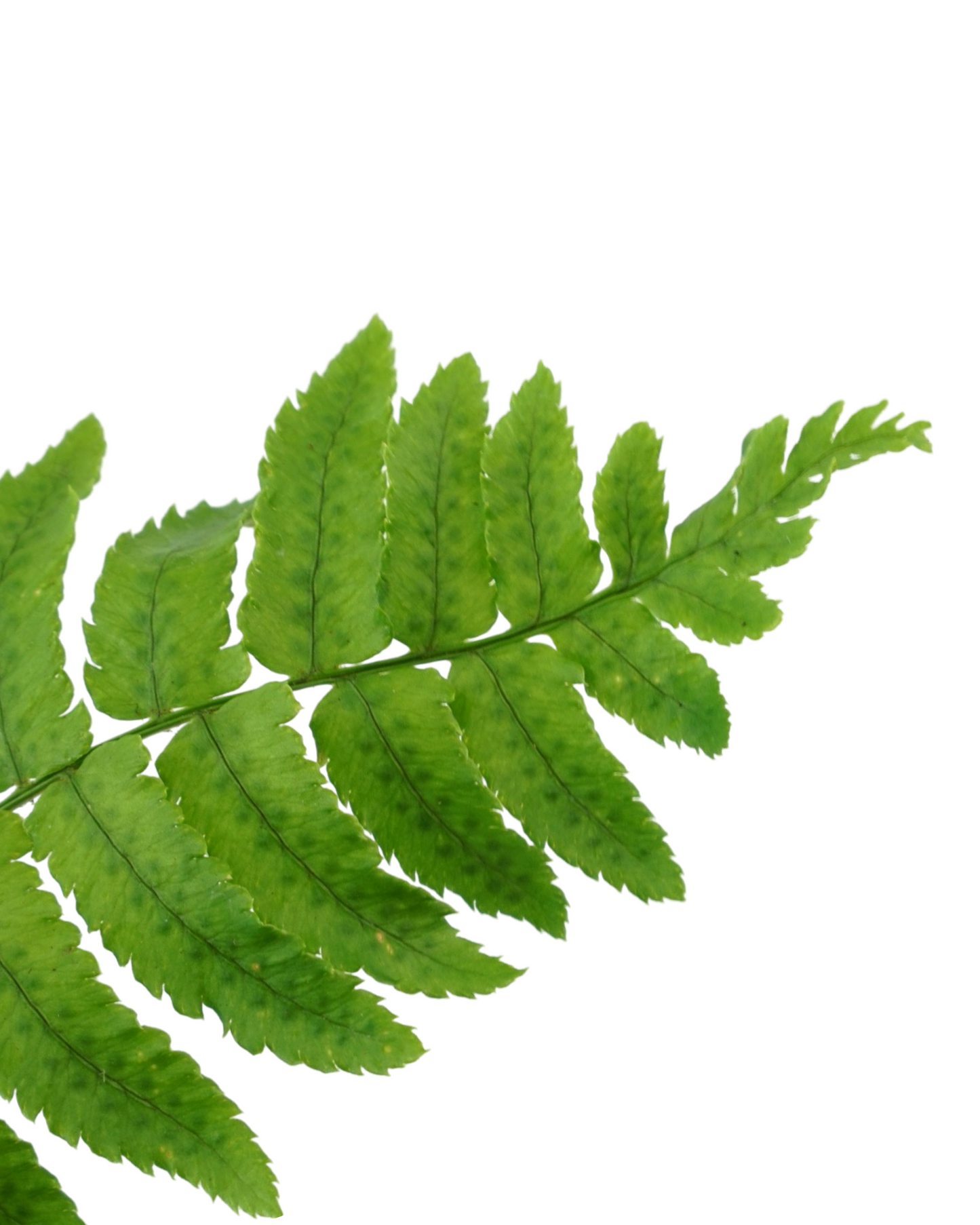 Dryopteris atrata