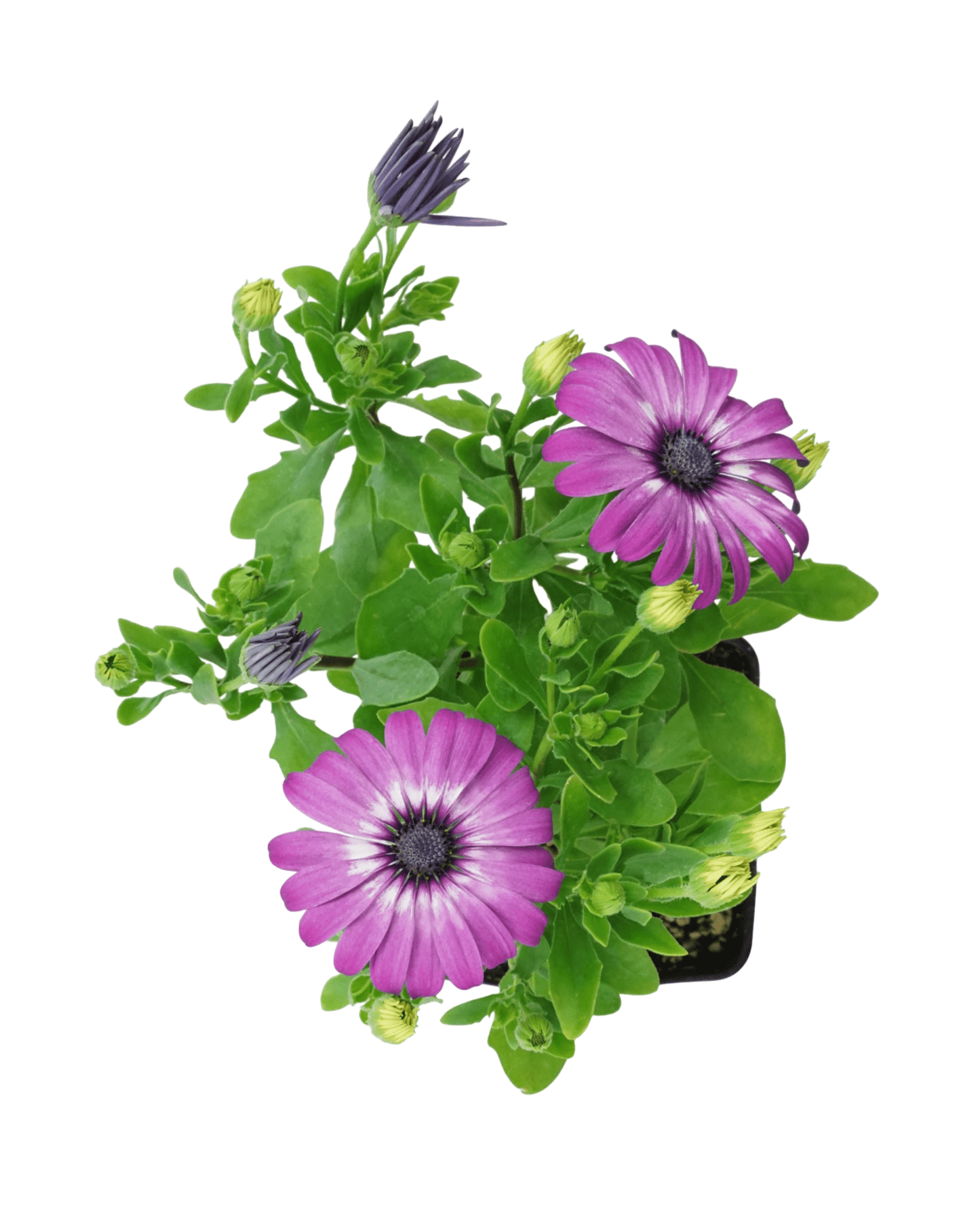 Osteospermum 'Zion Violet Feather' - The Garden Corner