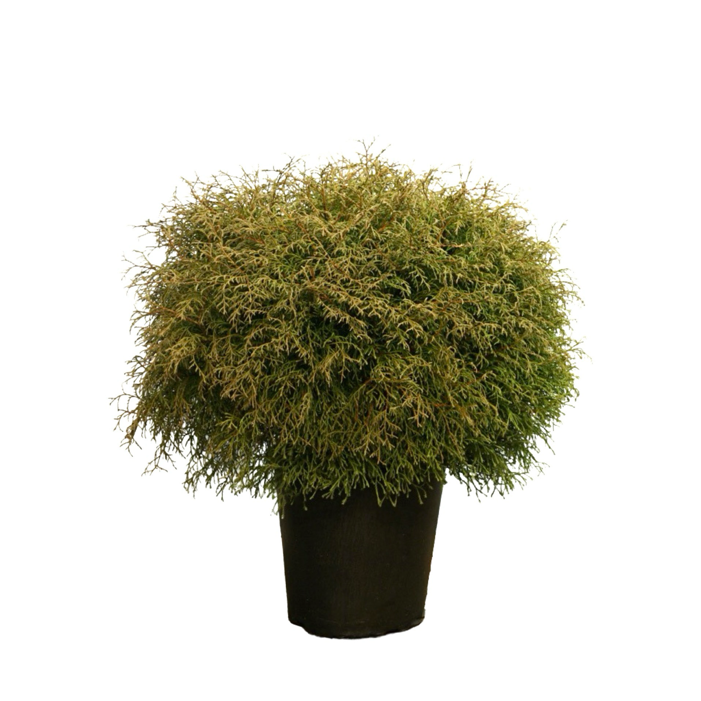 Thuja occidentalis 'Mr Bowling Ball'