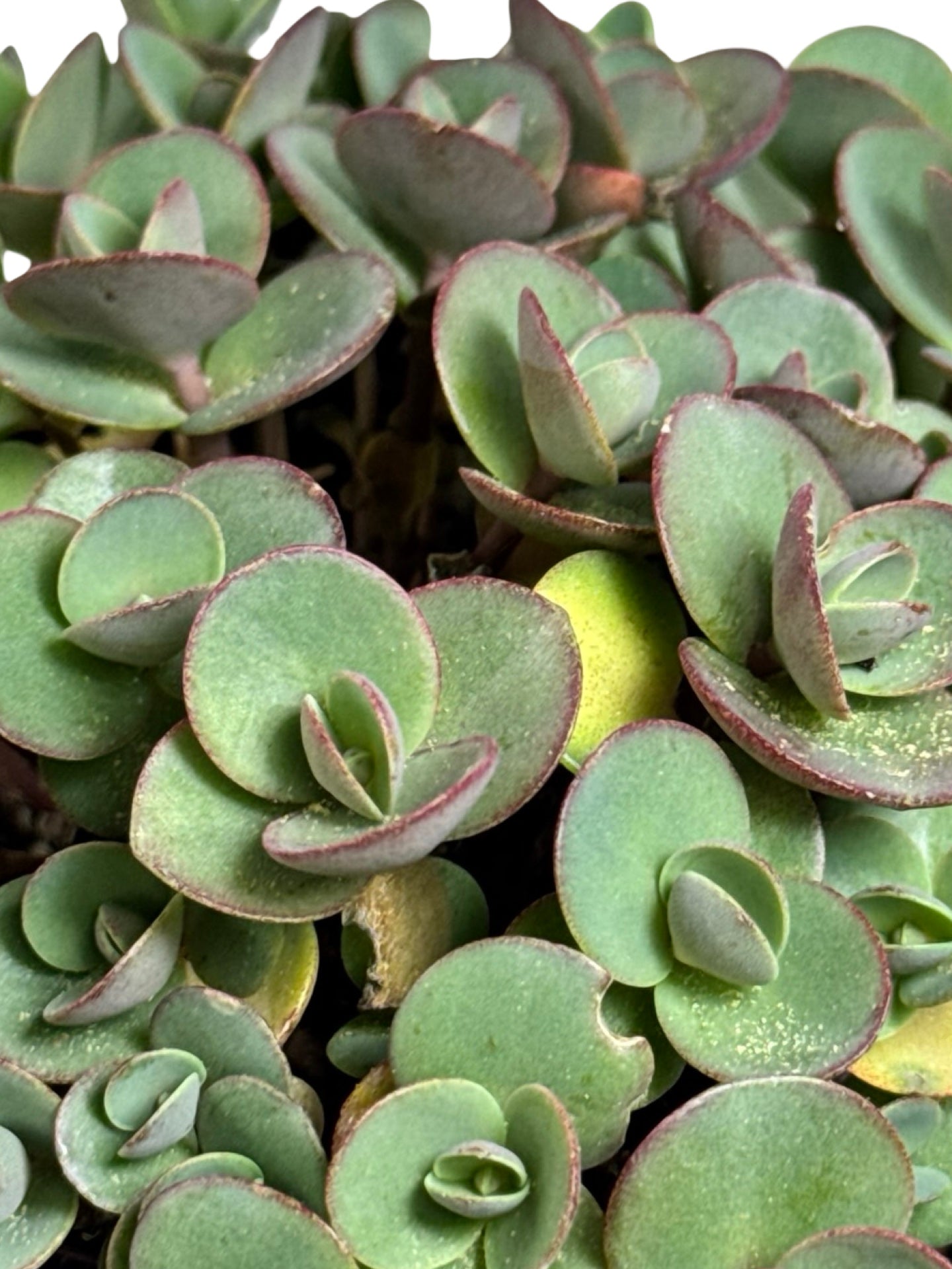 Sedum 'Lime Zinger' - Perennials