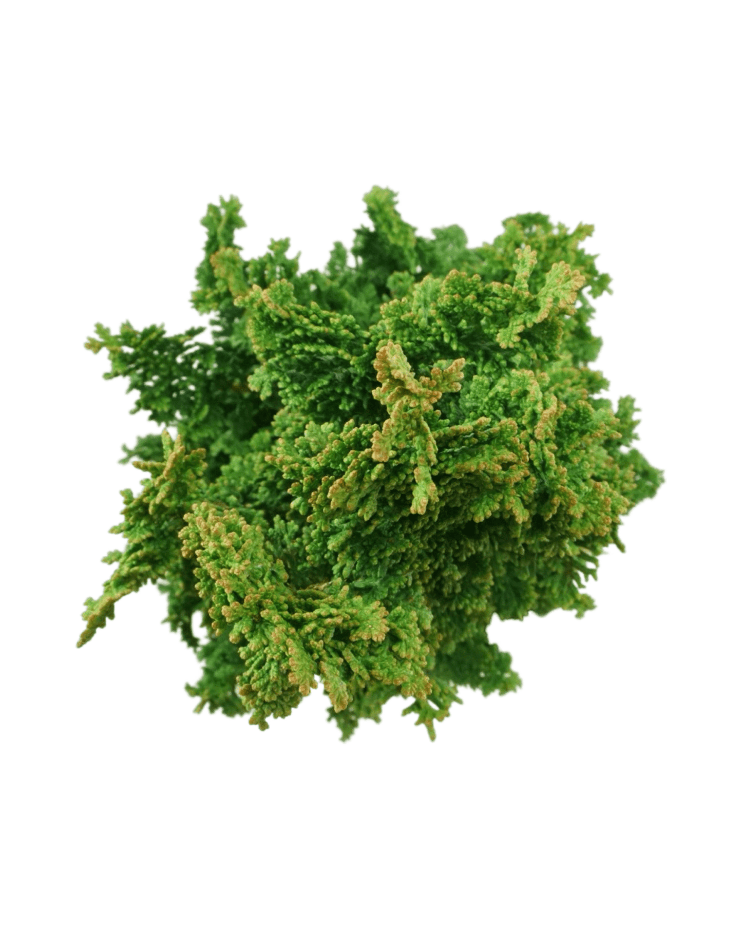 Thuja occidentalis 'Primo' - The Garden Corner