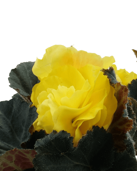Begonia Nonstop Mocca 'Yellow' - The Garden Corner