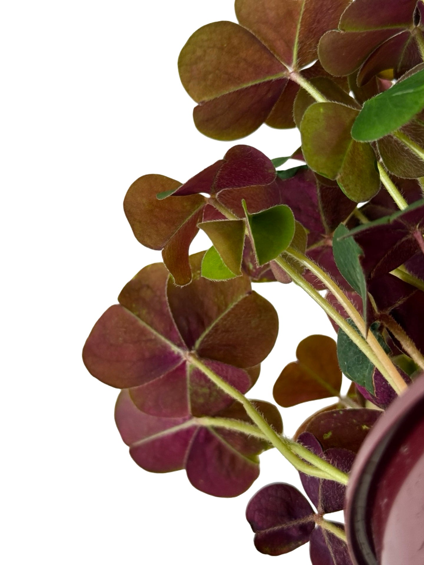Oxalis oregana 'Klamath Ruby' - Perennials
