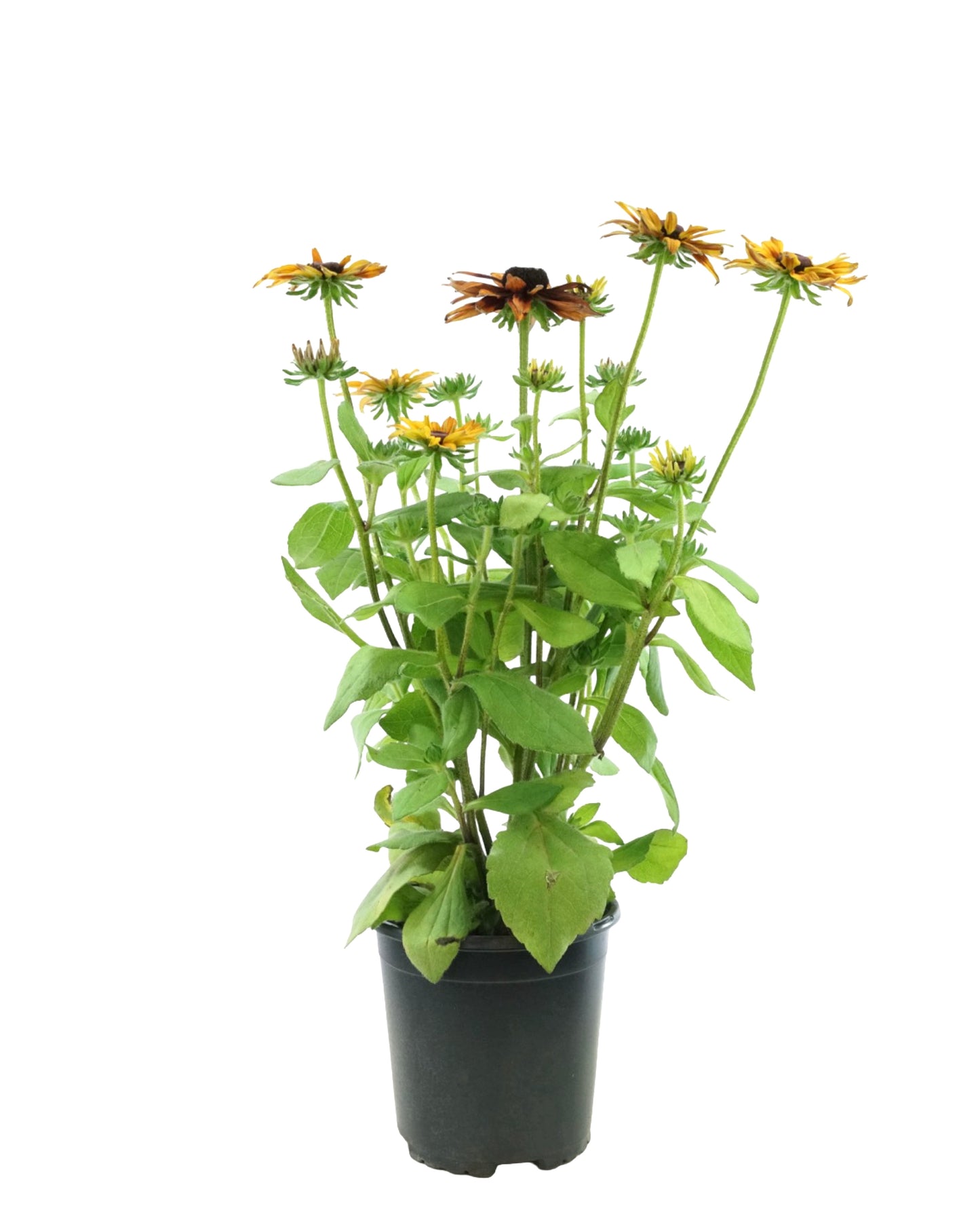 Rudbeckia hirta 'Graffiti Scarlet'