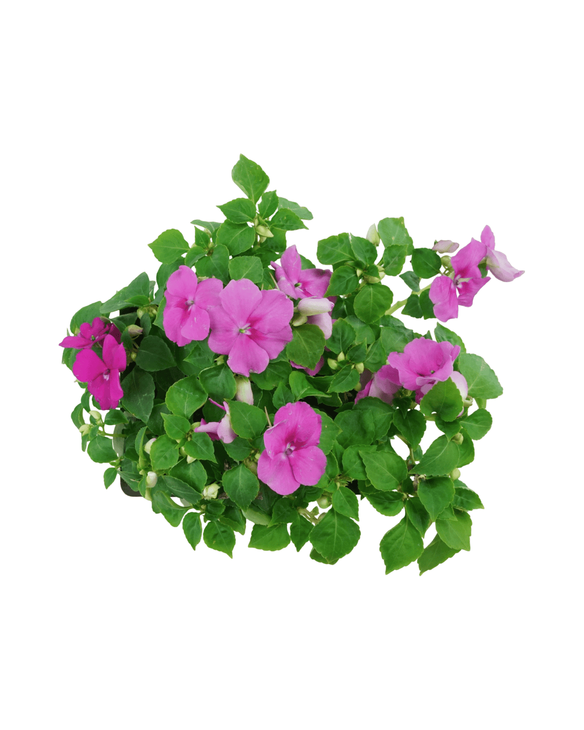 Impatiens 'Beacon Chicago Mix' - Annuals