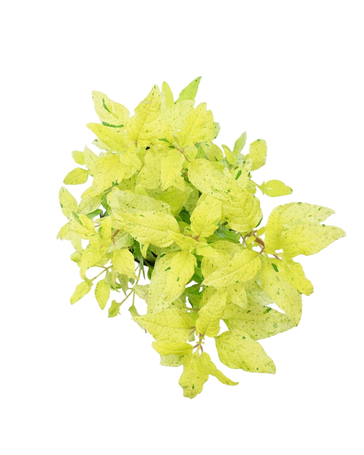 Phygelius 'Lemon Spritzer' - Perennials