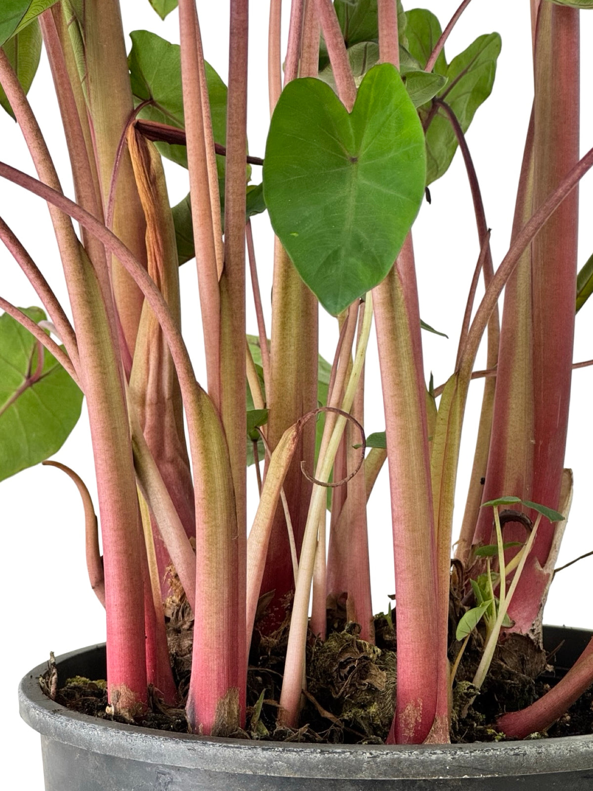 Colocasia Royal Hawaiian® 'Hawaiian Punch' - Perennials
