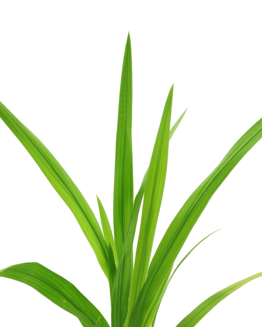 Crocosmia Nova® 'Gold Dragon' - The Garden Corner