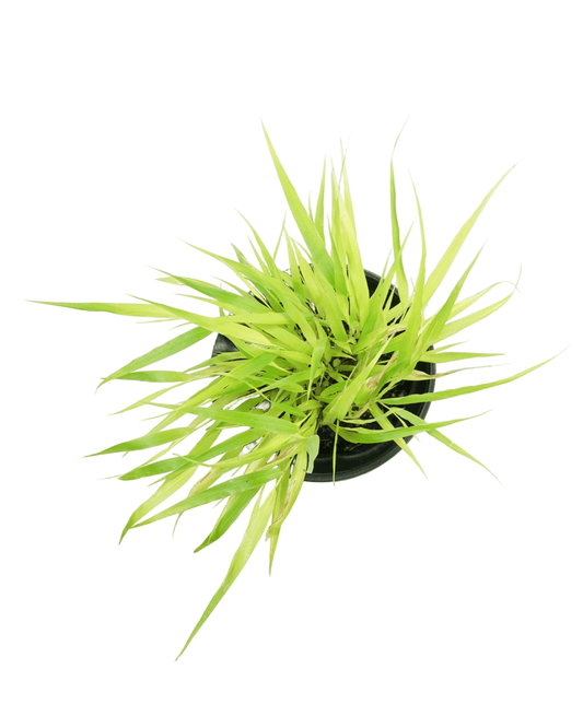 Hakonechloa macra 'All Gold' - Perennials