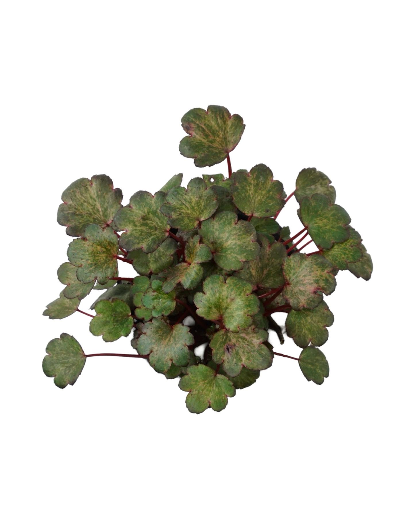 Saxifraga cortusifolia Dancing Pixies® 'Talea'