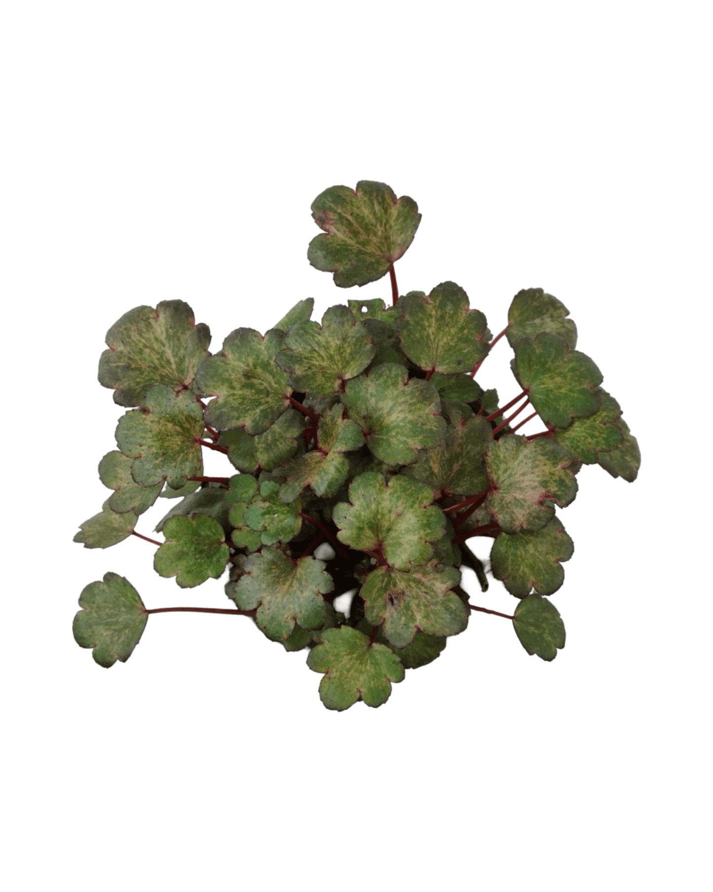 Saxifraga cortusifolia Dancing Pixies® 'Talea' - The Garden Corner