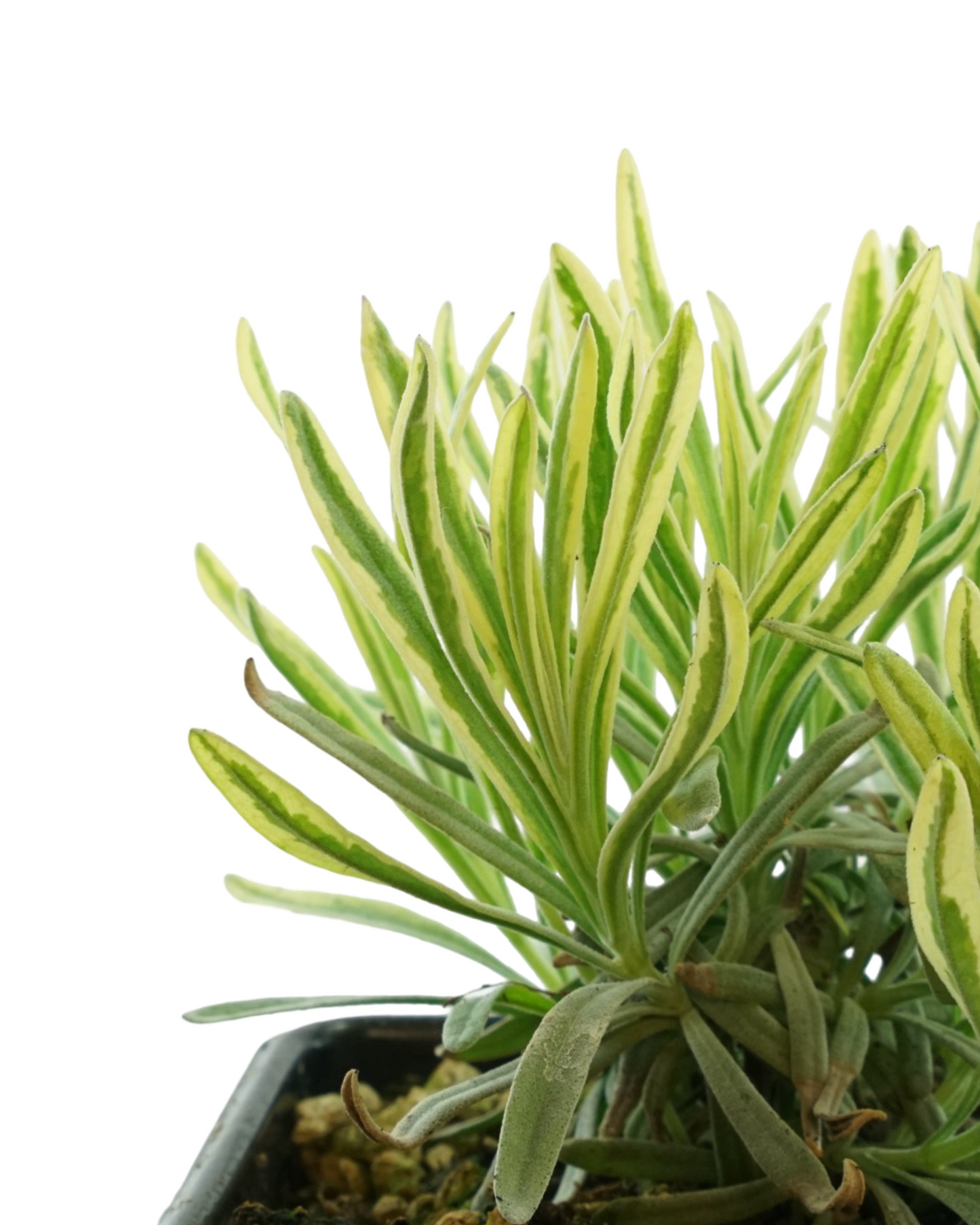 Lavandula angustifolia 'Platinum Blonde'