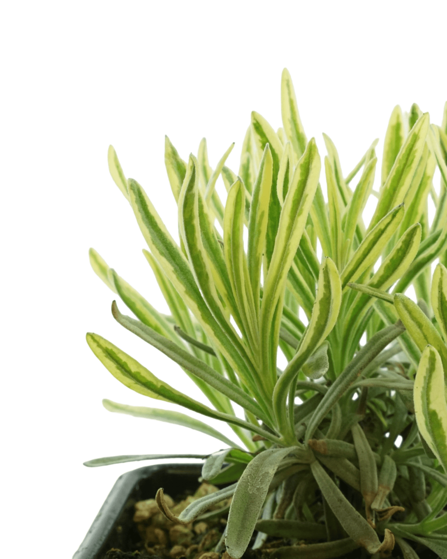 Lavandula angustifolia 'Platinum Blonde' - The Garden Corner