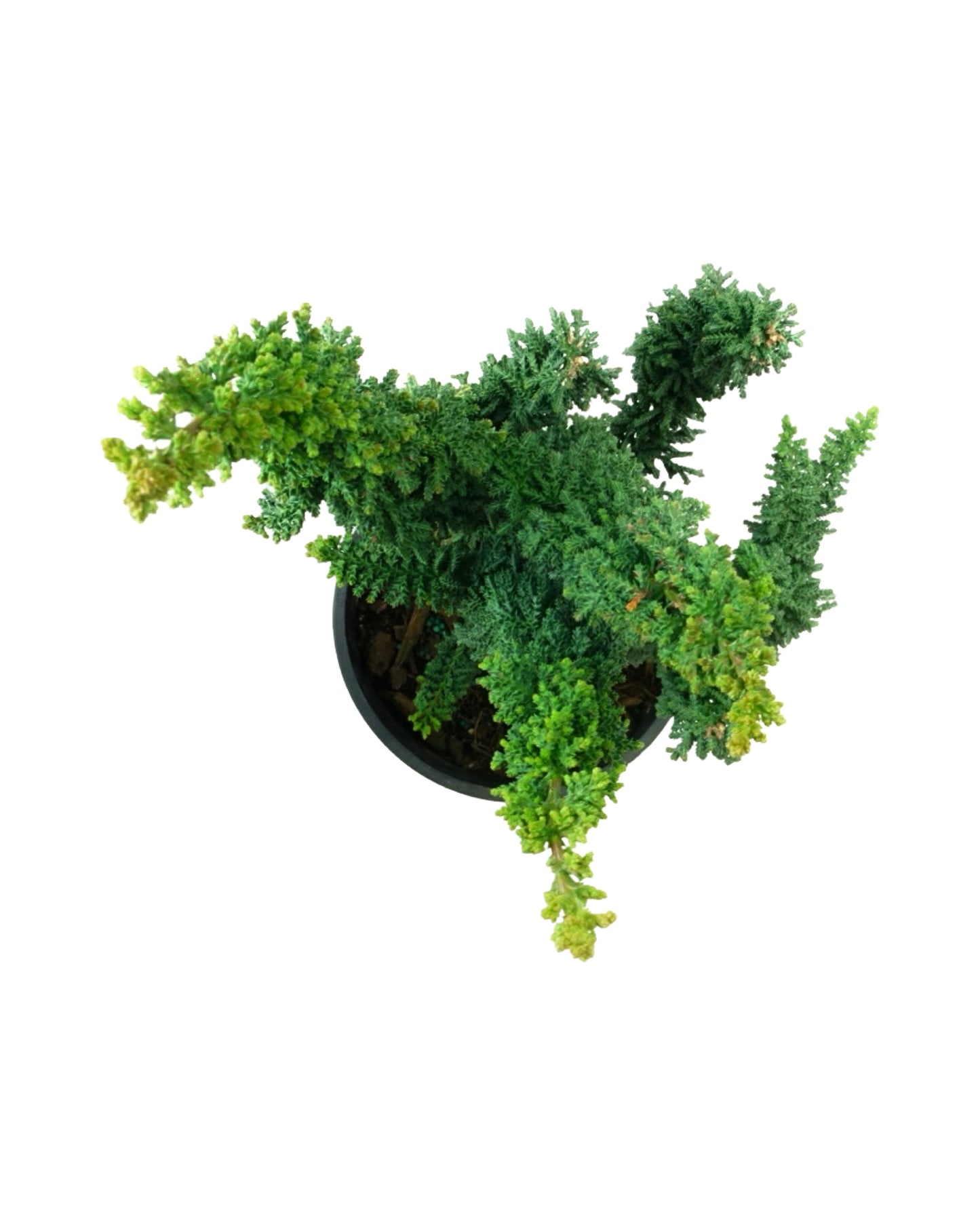 Chamaecyparis obtusa 'Chirimen'