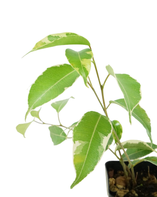 Ficus benjamina 'Variegata' - The Garden Corner
