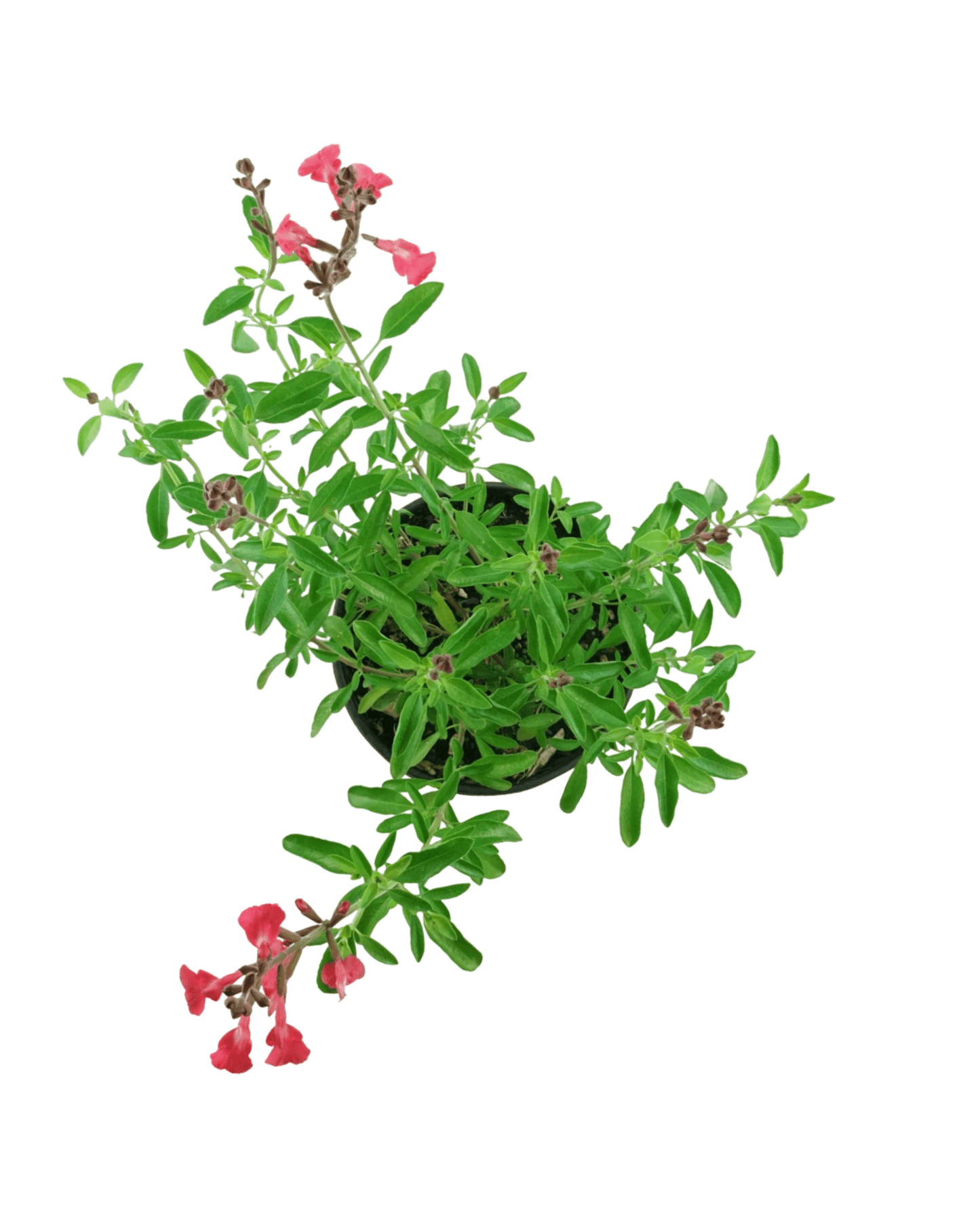 Salvia greggii 'Lipstick' - The Garden Corner