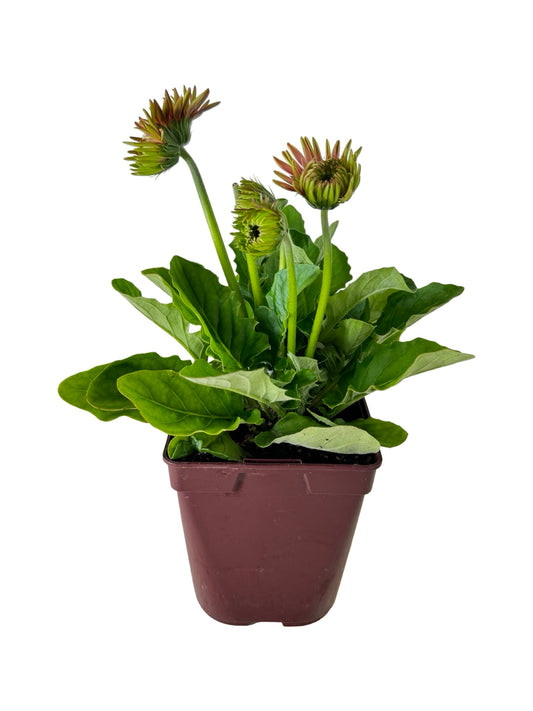 Gerbera Garvinea® Majestic Light Pink - Perennials