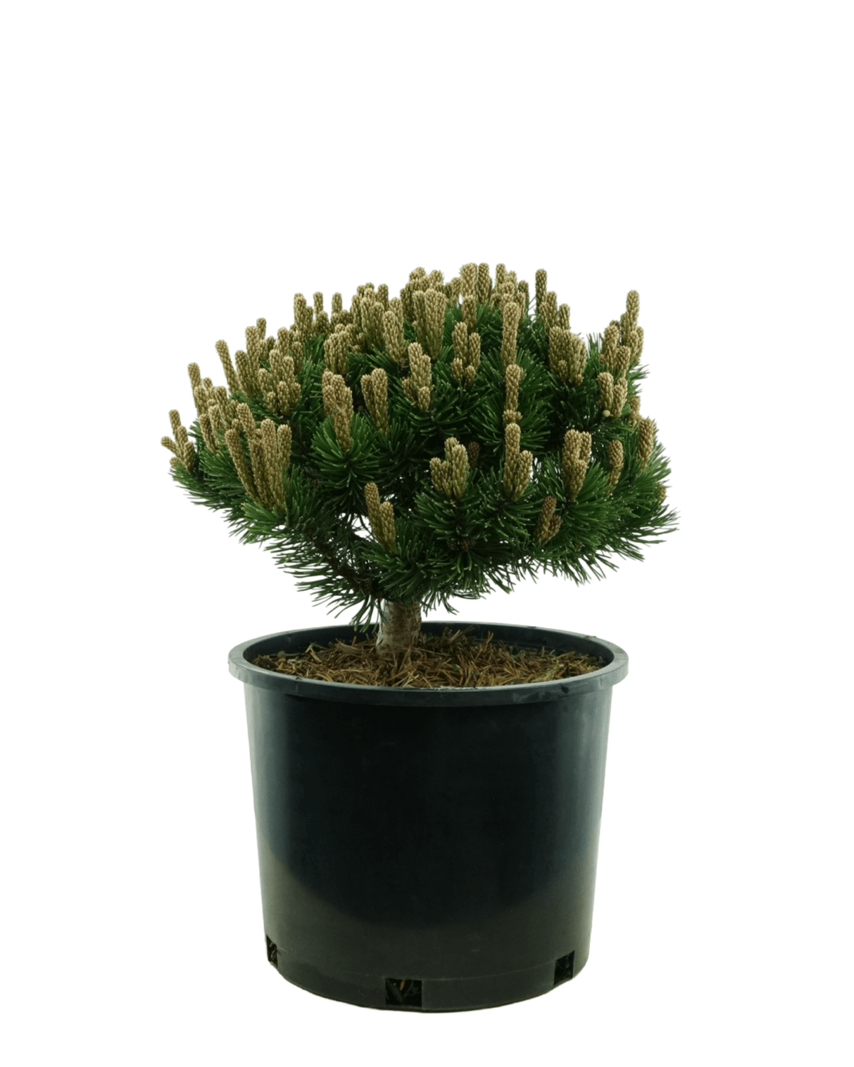 Pinus mugo 'Sherwood Compact' - Shrubs