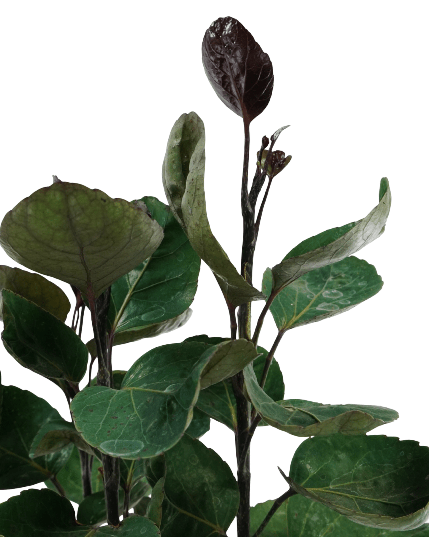 Polyscias scutellaria - The Garden Corner