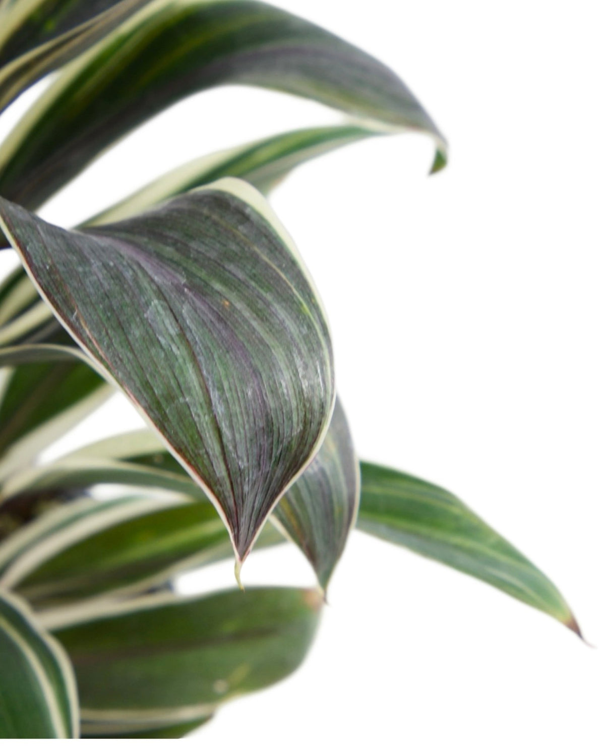 Cordyline 'Chocolate Queen' - House Plants
