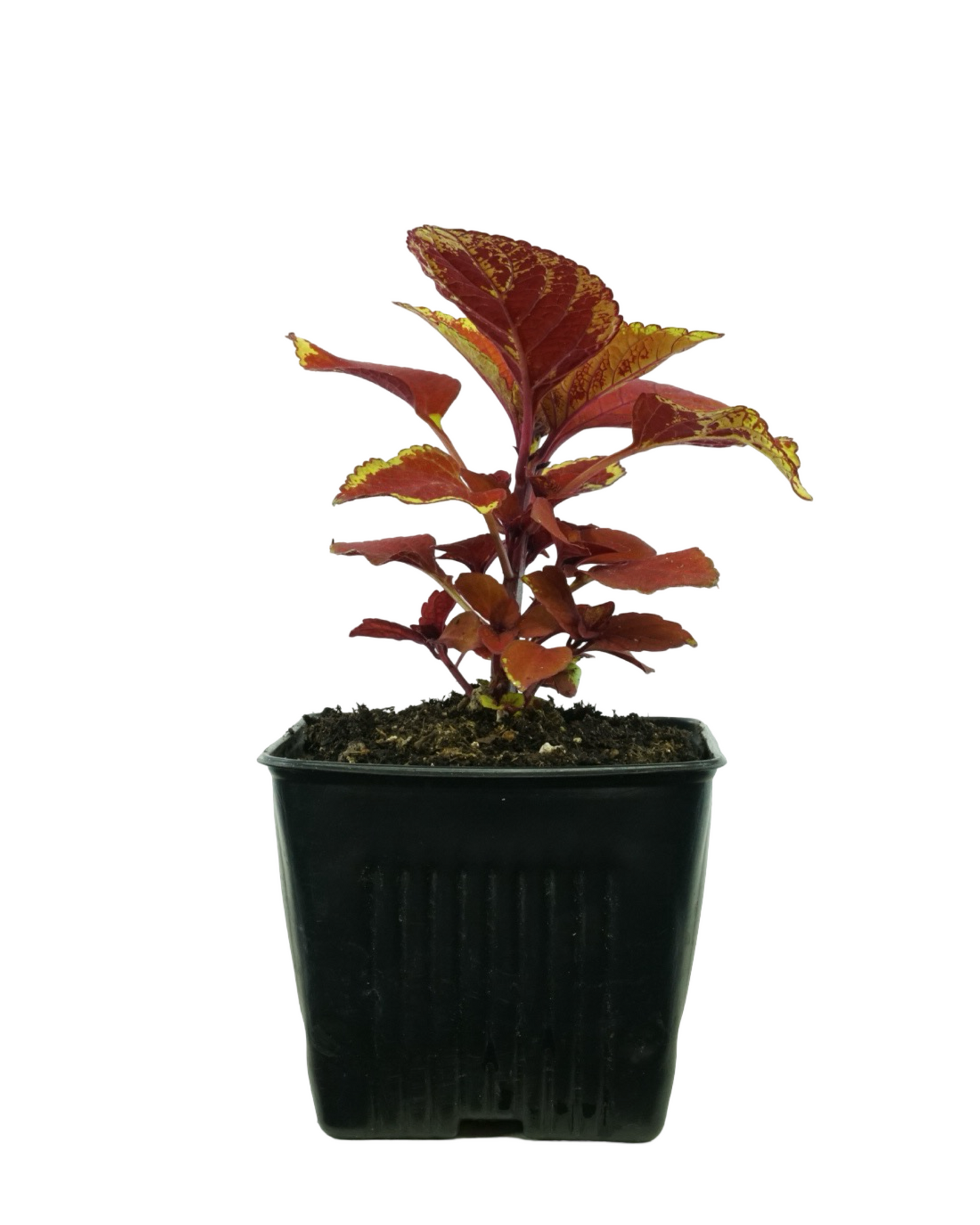 Coleus 'Trusty Rusty'