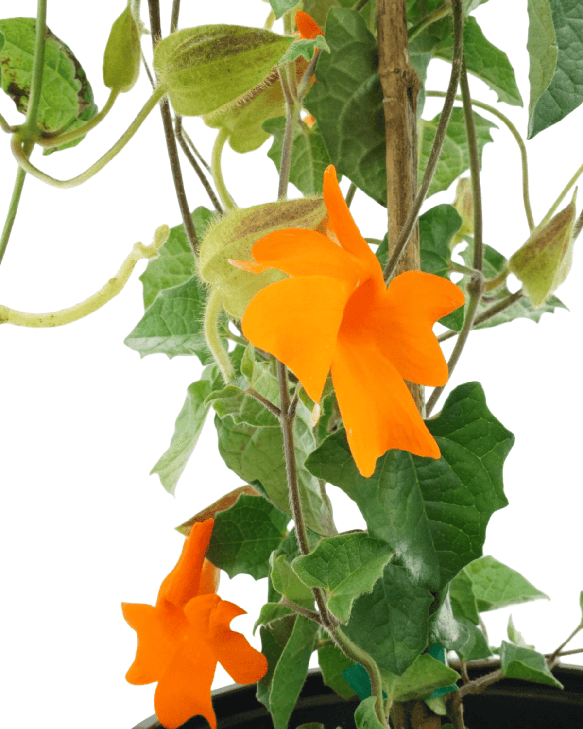 Thunbergia gregorii - Annuals