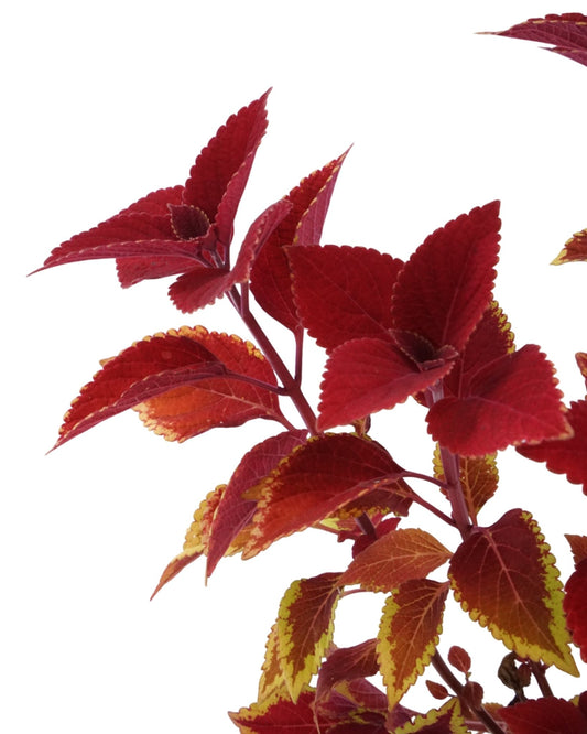 Coleus 'Ruby Slipper' - The Garden Corner