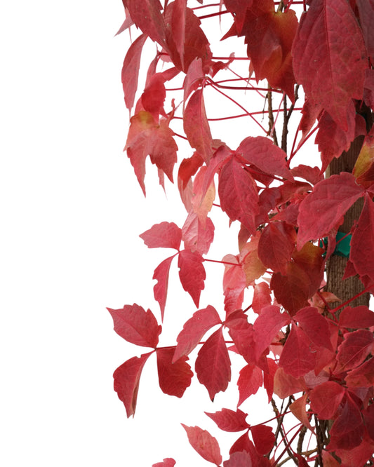 Parthenocissus tricuspidata 'Veitchii'