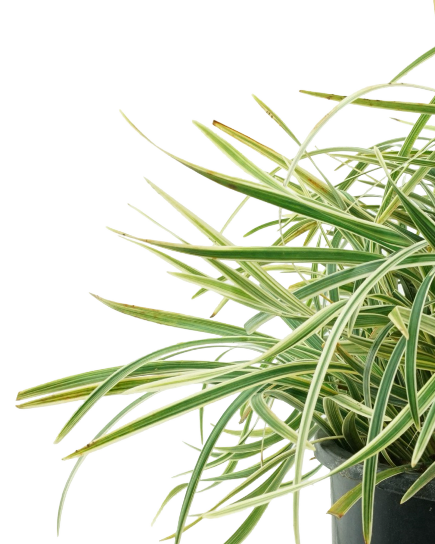 Ophiopogon japonicus 'Pam Harper'
