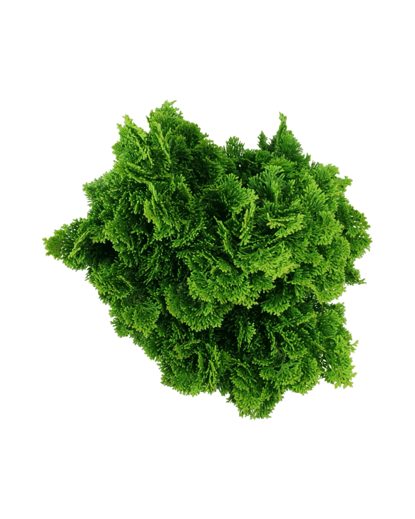 Chamaecyparis obtusa 'Nana Gracilis' - The Garden Corner