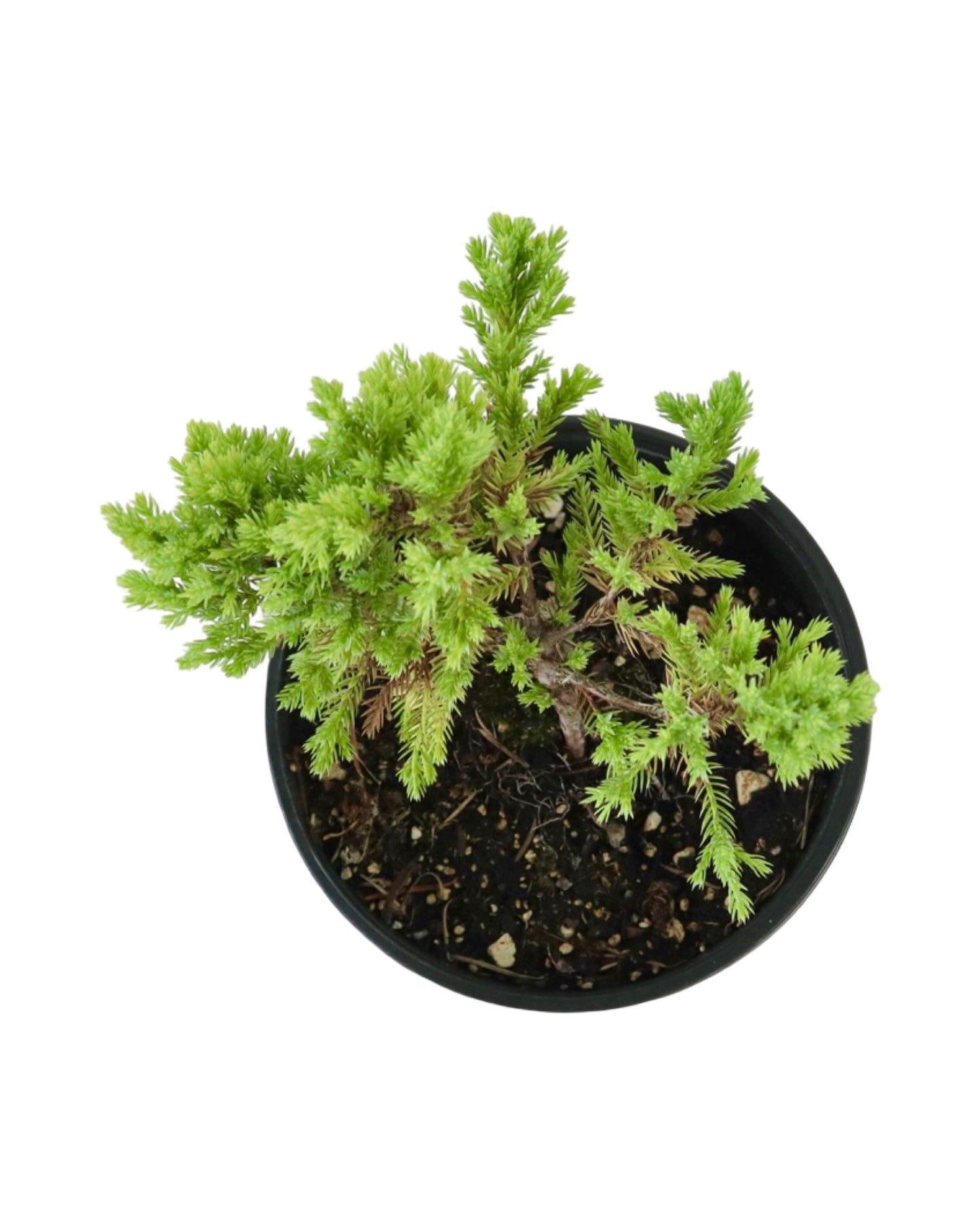 Juniperus squamata 'Dream Joy' - Shrubs