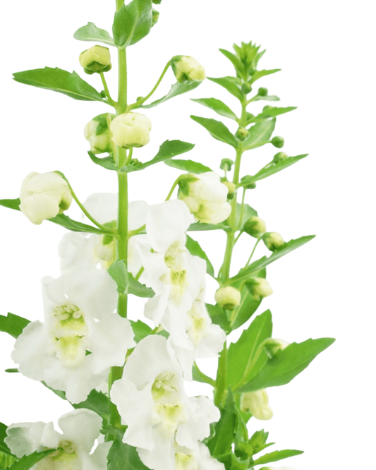 Angelonia 'Archangel' - The Garden Corner