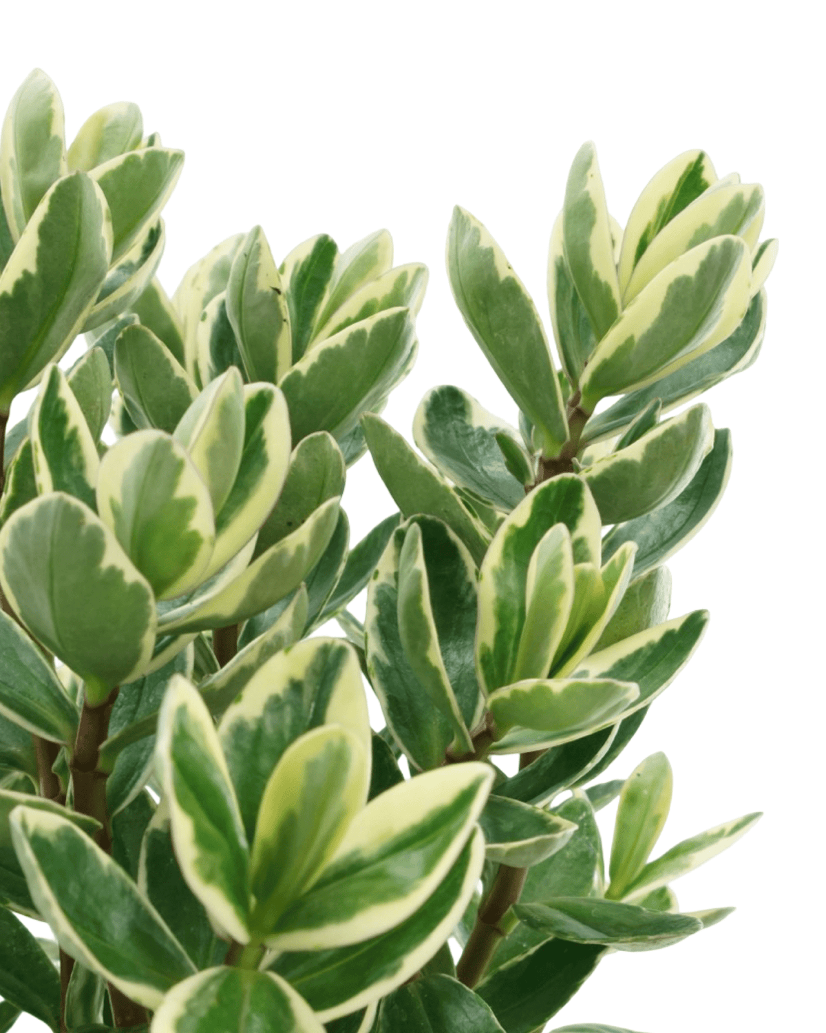 Hebe 'Katrina' - Shrubs