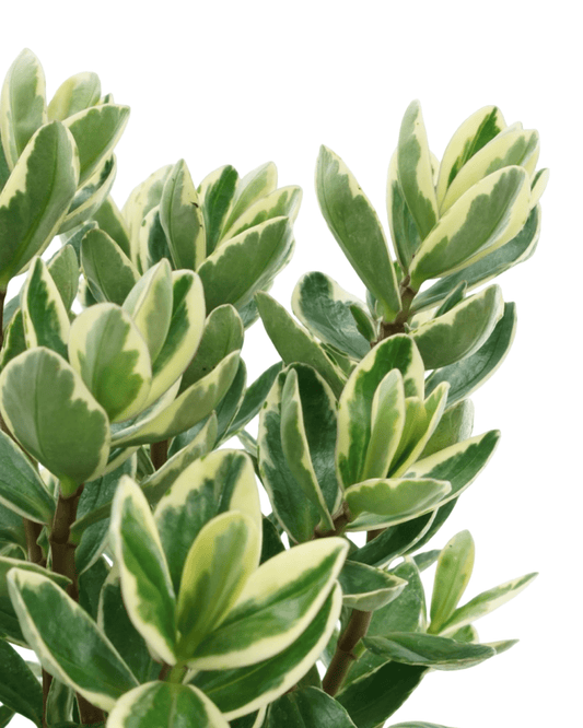 Hebe 'Katrina' - The Garden Corner